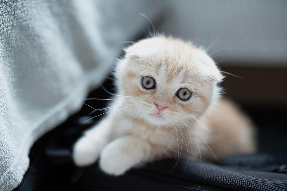 бывает ли ОХД не у шотландских кошек бывает ли ОХД не у шотландских кошек