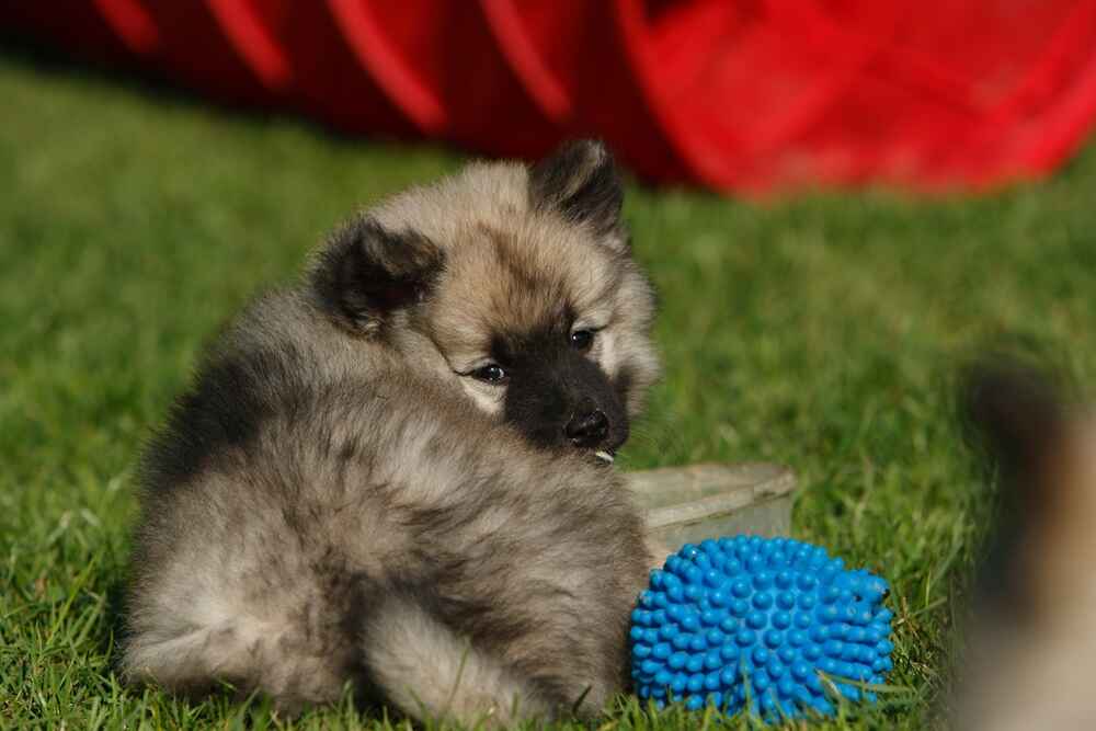 Щпица, называемого вольф, лучше покупать у заводчика