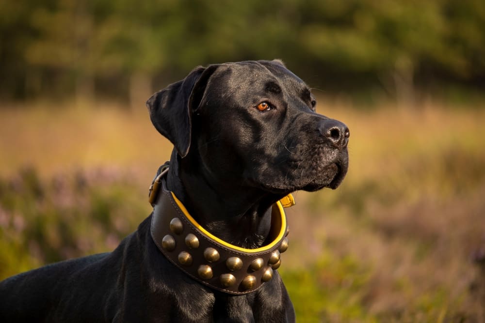 Уши канарского дога нужно очищать