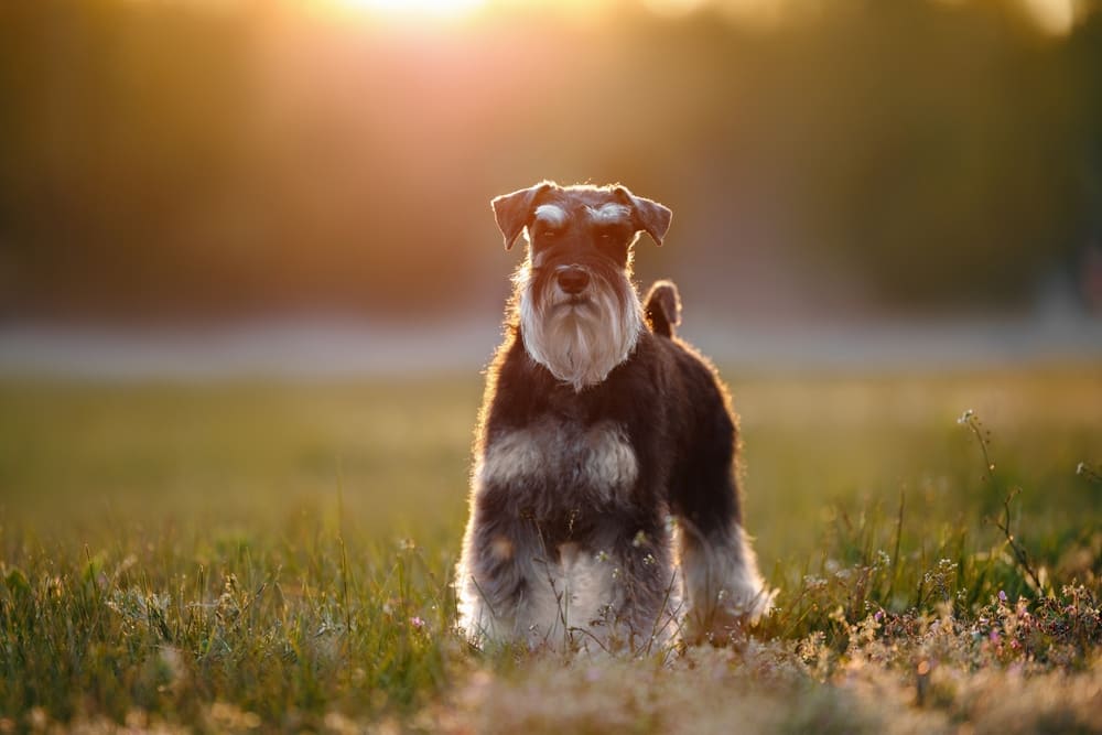 Владельцу важно контролировать, когда начинается течка у цвергшнауцера