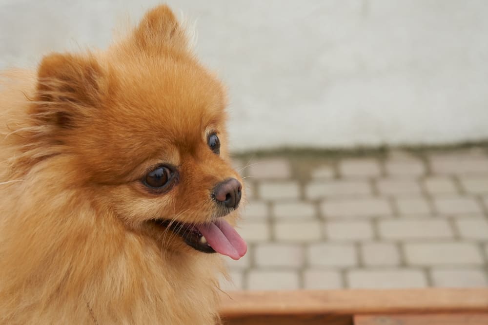 Усугублять течение болезни у шпица может стресс