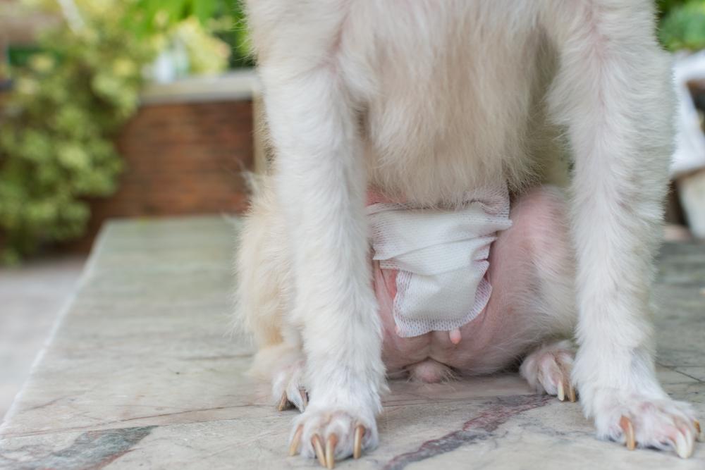 Методы стерилизации собаки