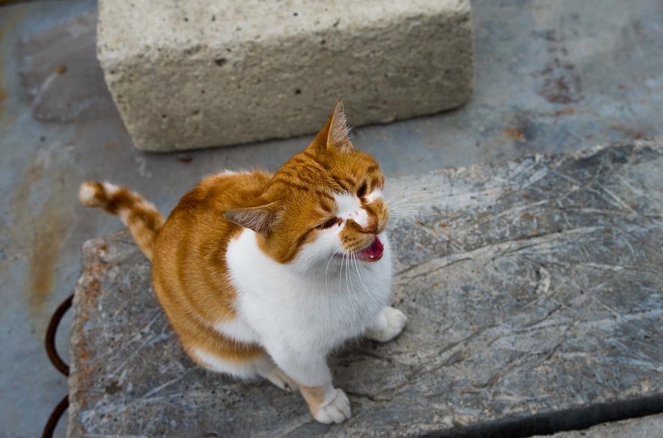 How to convert a cat to natural food