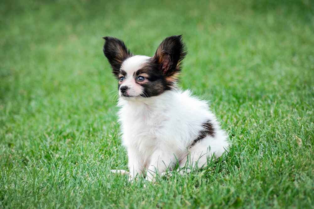 Папильон на прогулке