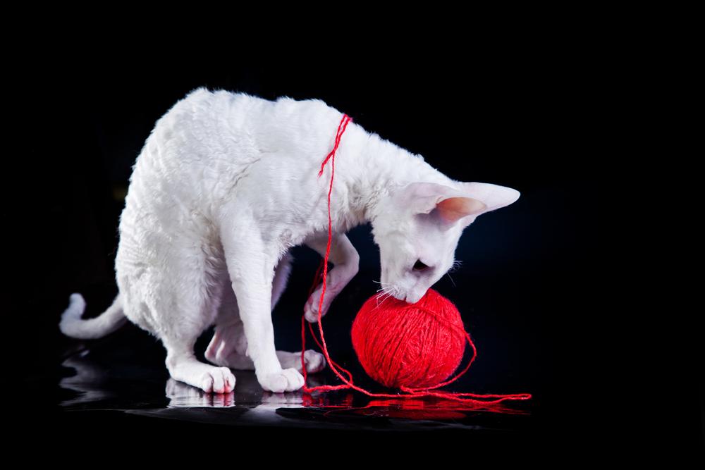 Особенности кормления корниш-рекса