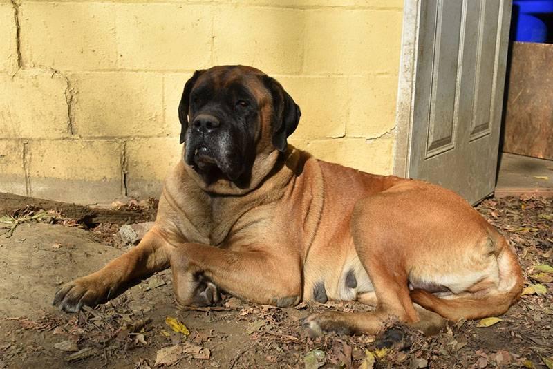 Породы собак из группы молоссов: английский мастиф