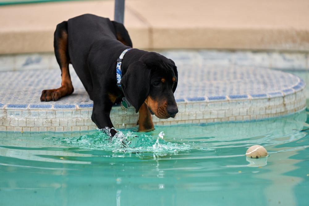 Характер черно-подпалого кунхаунда
