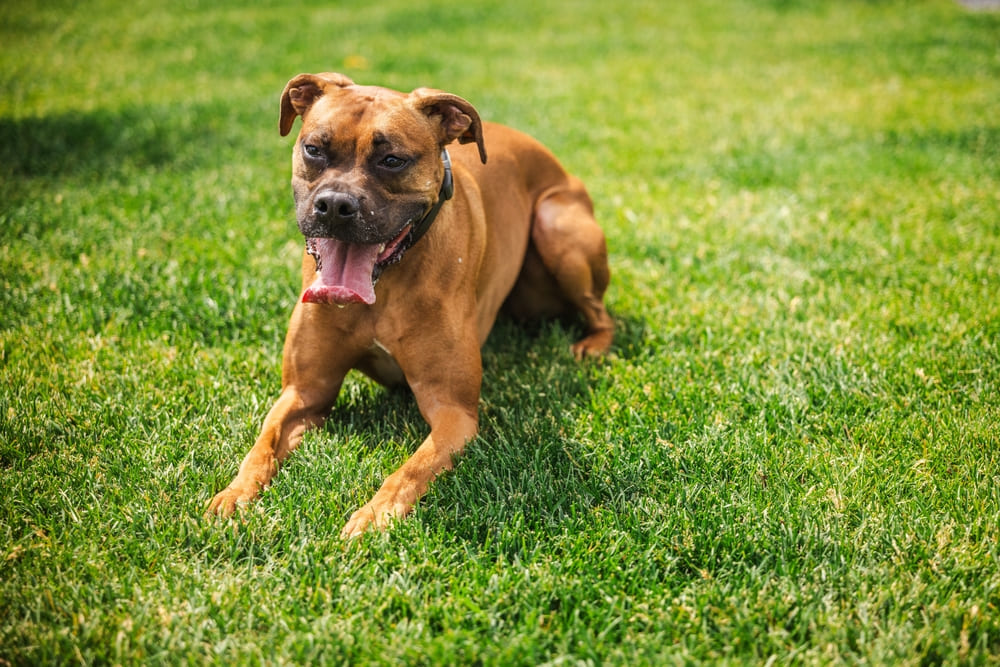 Боксер может принимать участие в соревнованиях