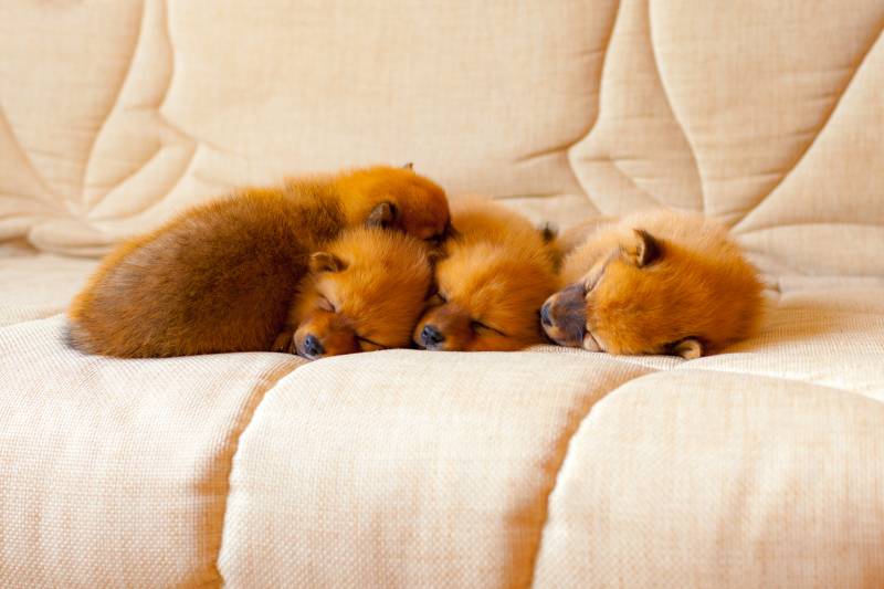 Советы по выбору щенка финского шпица