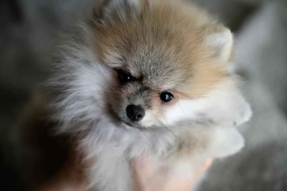 Здоровье померанского шпица лисьего типа