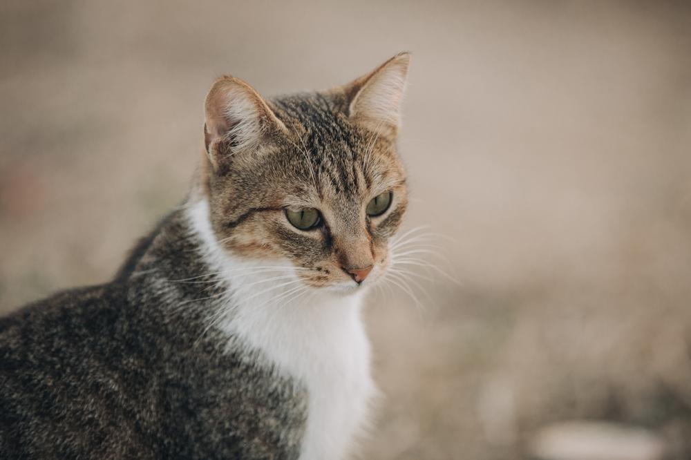 Каково здоровье эгейских кошек?