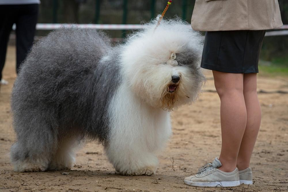 Одна из разновидностей колли