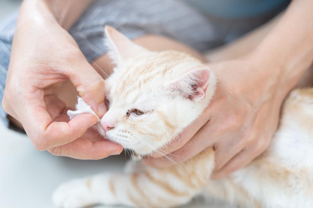 Предосторожности при промывании глаз кошке