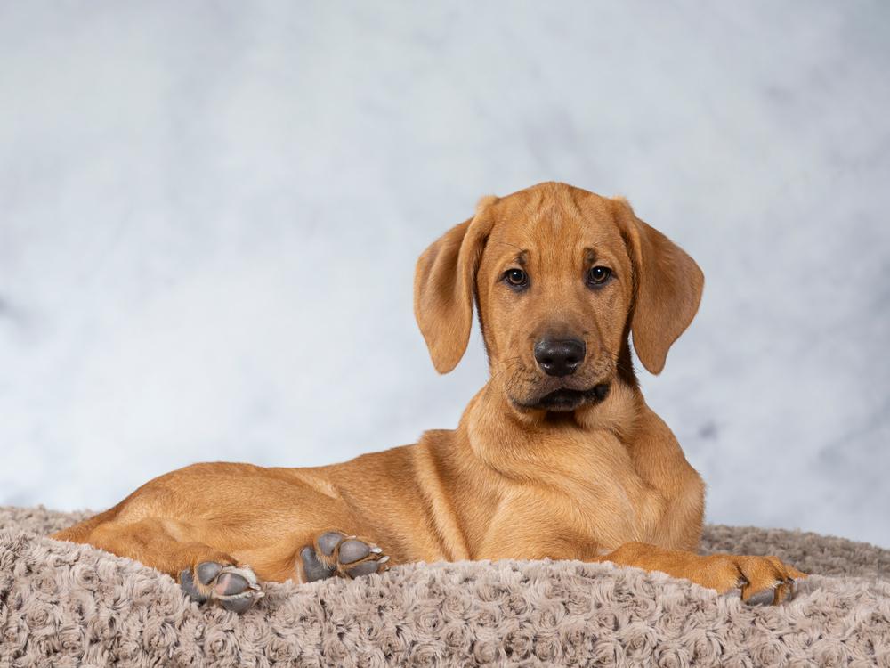 Содержание датского брохольмера 