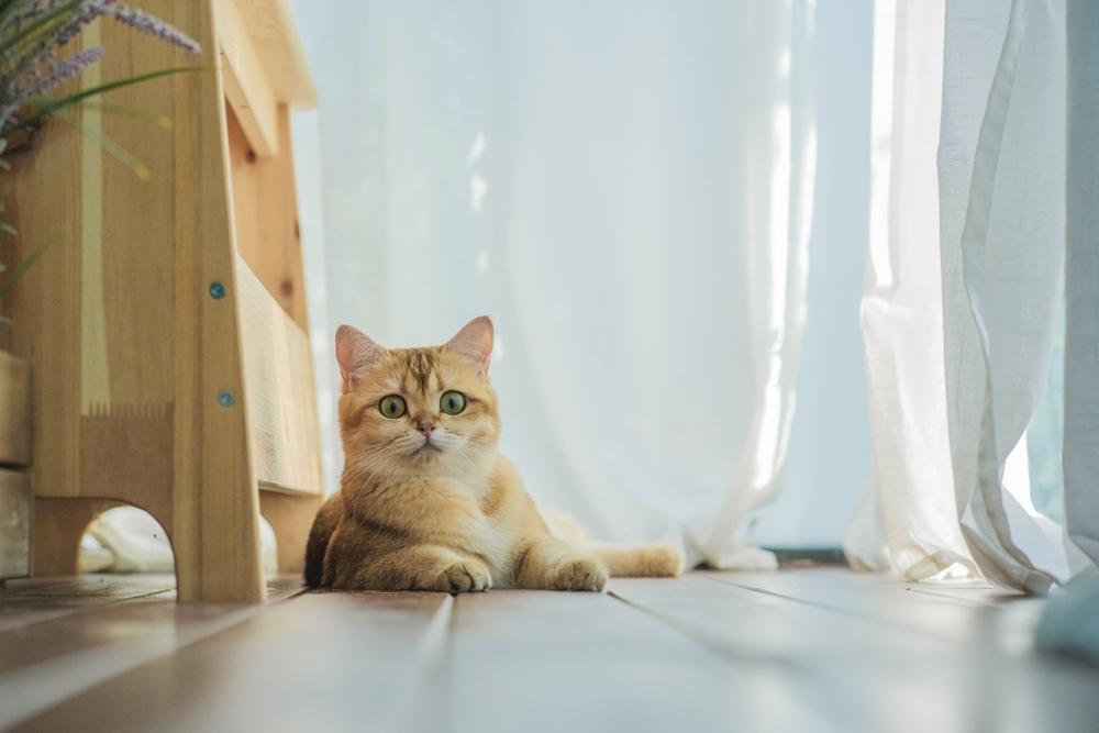 Что делать, если британская кошка злая?