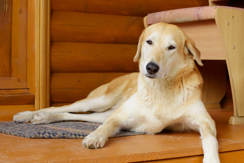 Владельцу важно знать, сколько живет русская гончая