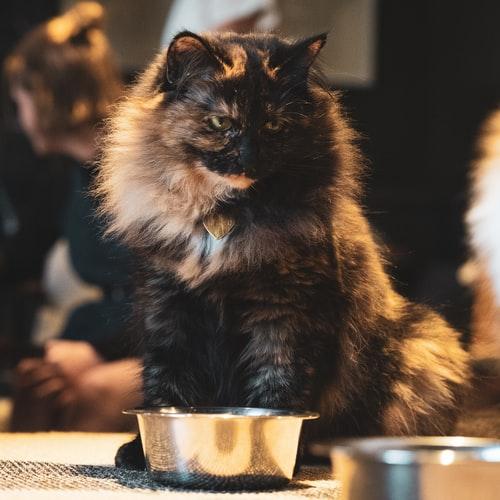 Кошка закапывает еду из-за недоедания