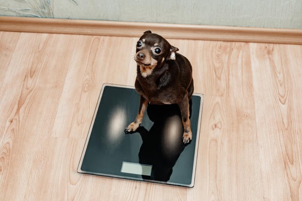 Отличия той-терьера и чихуахуа во внешности