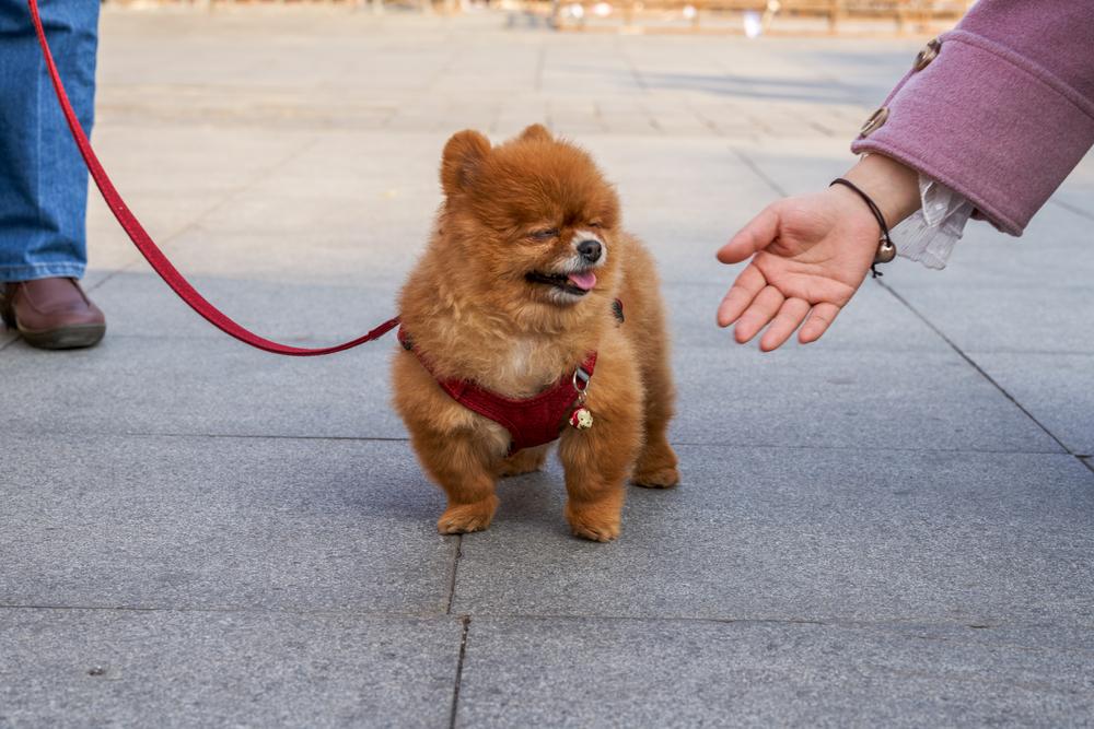 Воспитание и дрессировка померанского шпица медвежьего типа