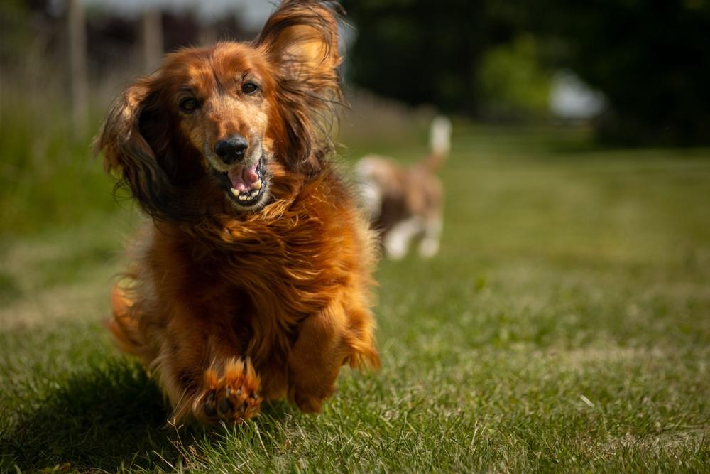 Как назвать свою собаку таксу-мальчика?