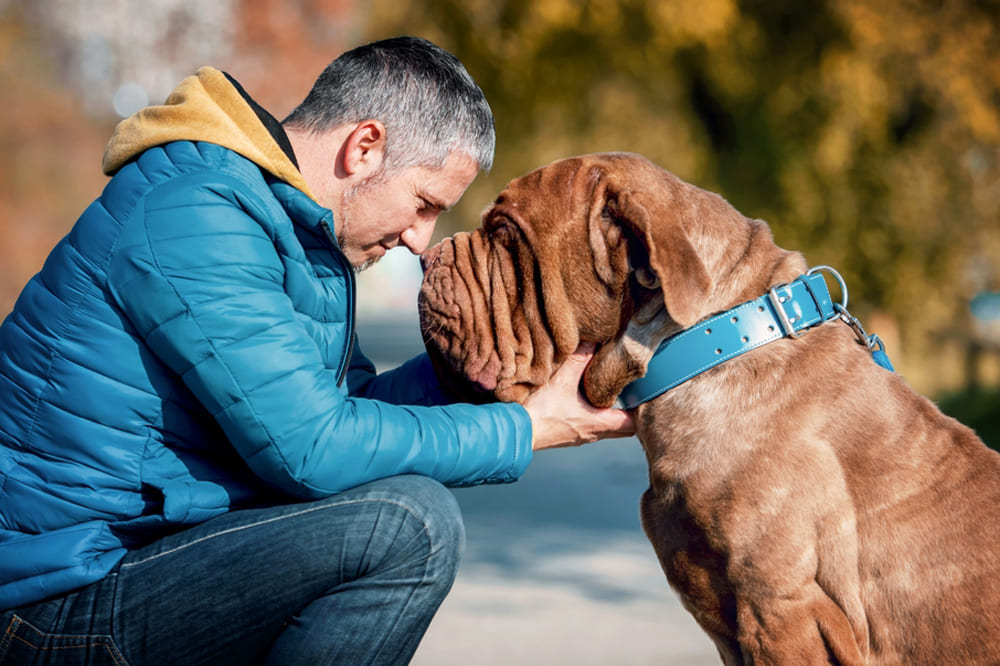 Неаполитанскому мастифу нужна обработка от паразитов