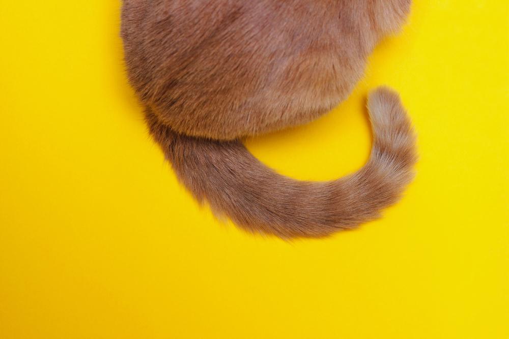 Почему котенок или взрослый кот дергает спиной Почему котенок или взрослый кот дергает спиной