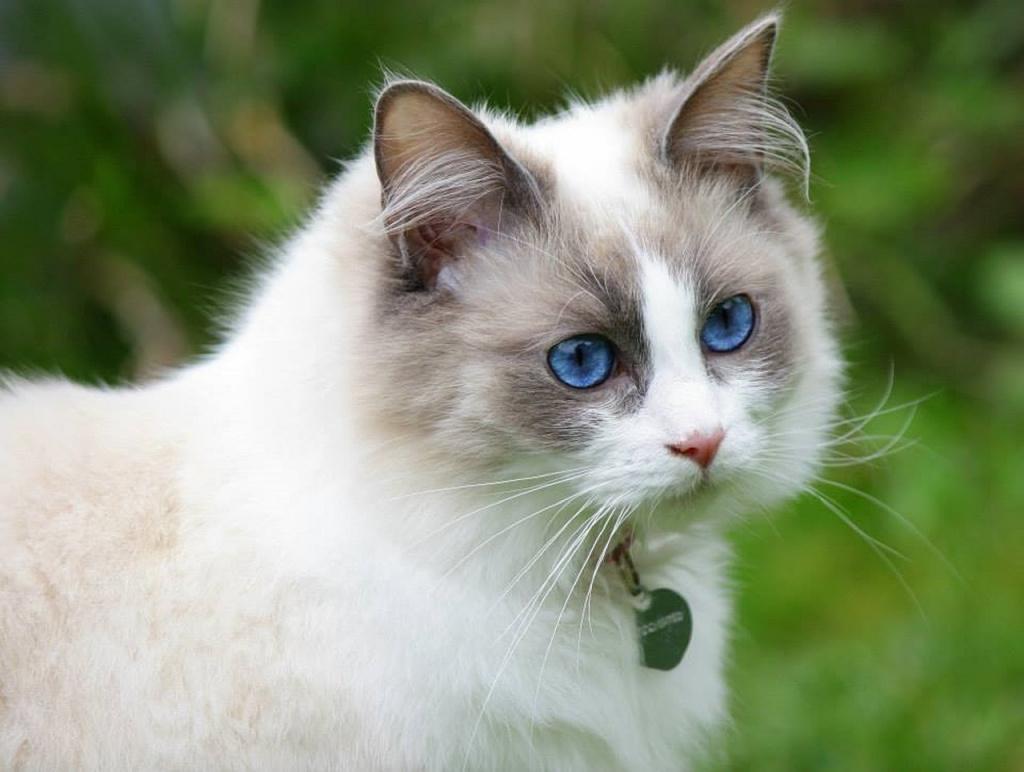 Голубоглазый самый. Сиамский Рэгдолл. Рэгдолл кошка. Кошка Рэгдолл голубоглазый. Рэгдолл белый.