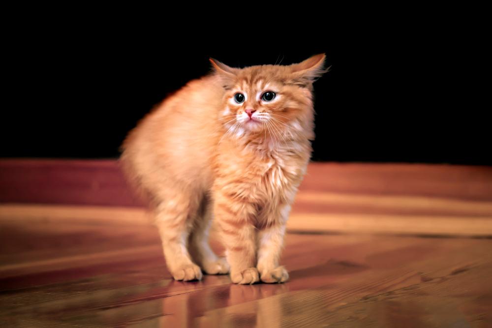 Что пугает котов