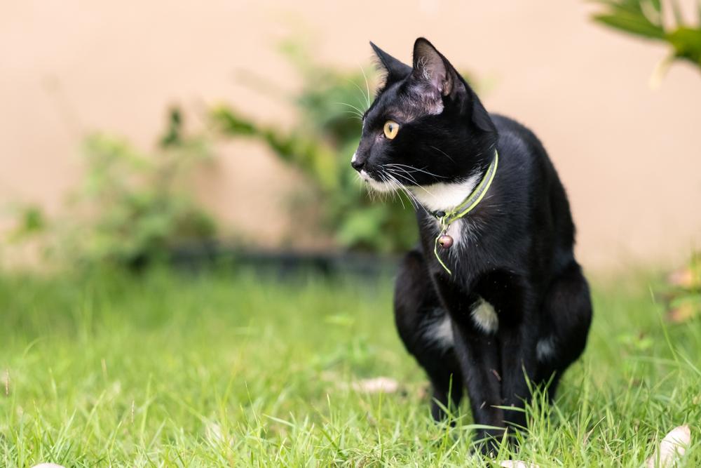 Лечение кошки при черном стуле Лечение кошки при черном стуле