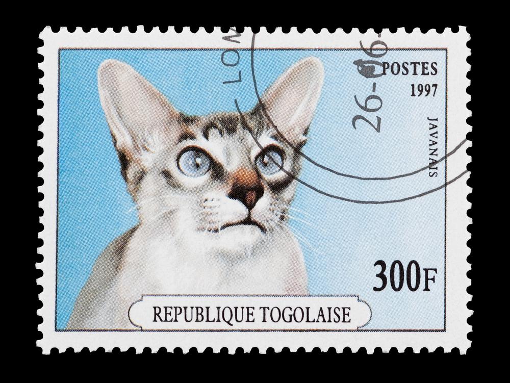 ключевые факты о яванезе