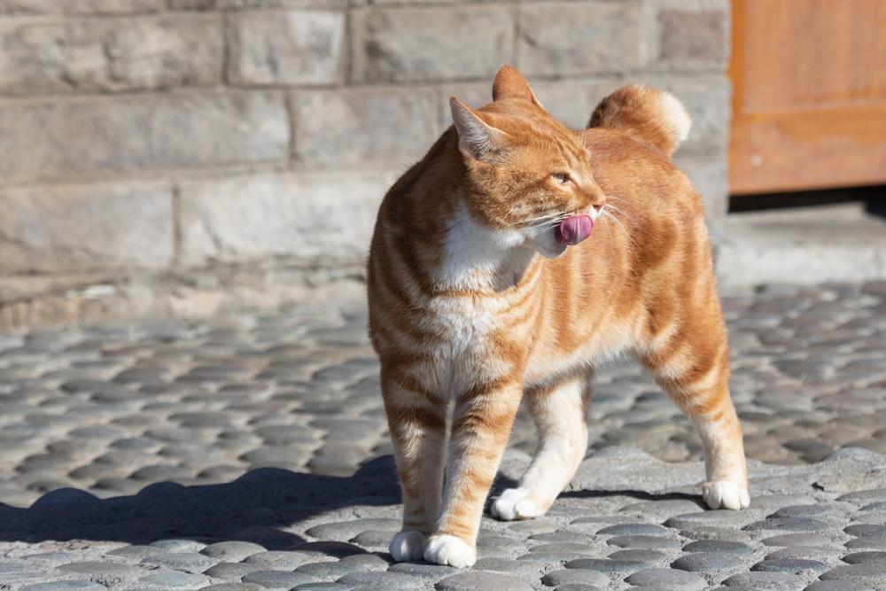 Породы кошек с плюшевой шерстью: курильский бобтейл