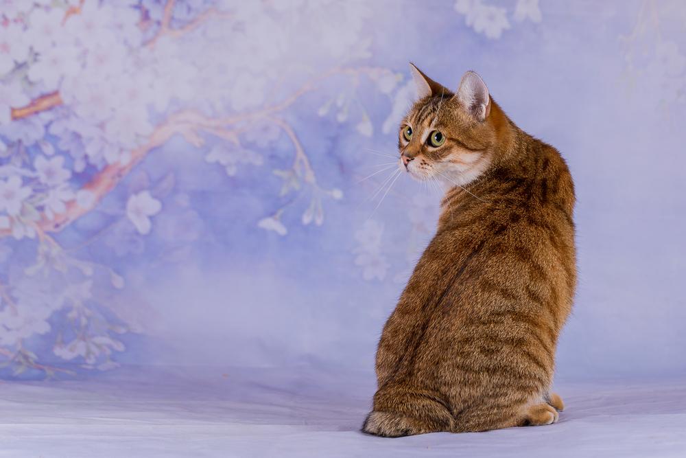 Особенности кормления японского бобтейла