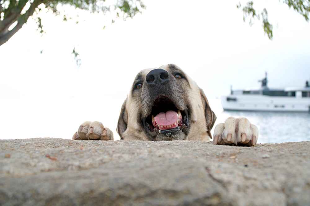 Кангальская овчарка