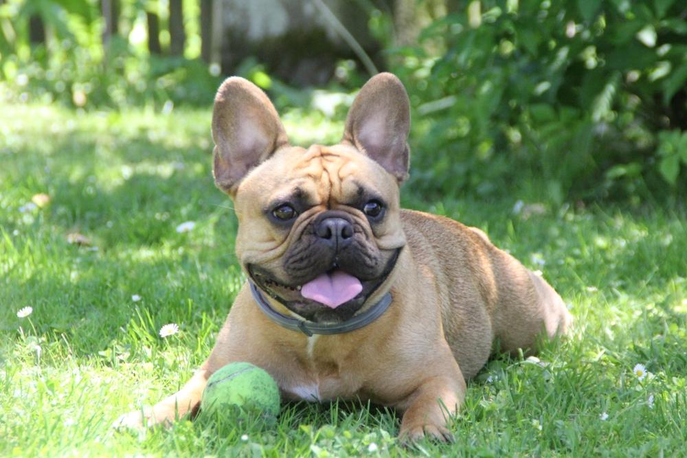 Характер французского бульдога Характер французского бульдога