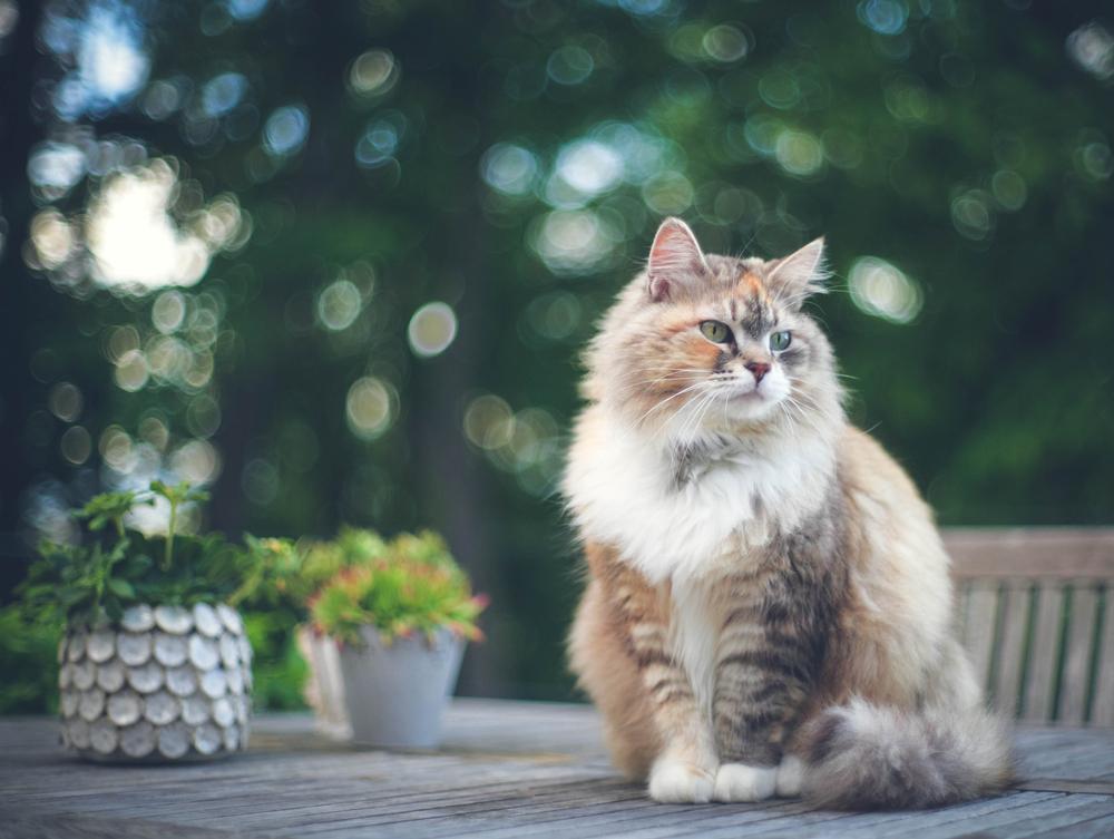 Домашние кошки, похожие на рысь: сибирская кошка Домашние кошки, похожие на рысь: сибирская кошка