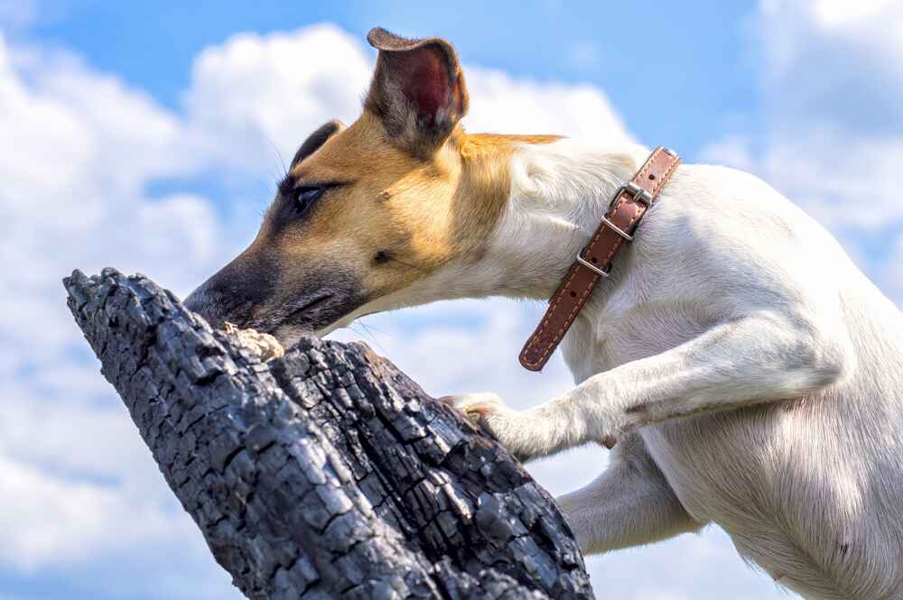 Кастрация может влиять на то, сколько может прожить фокстерьер