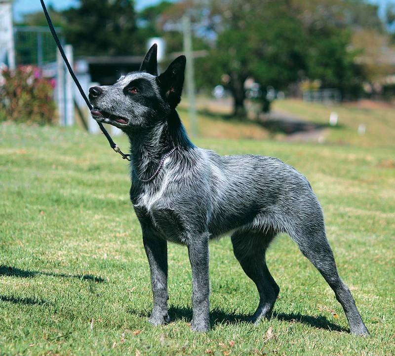 породы собак из Австралии: австралийская короткохвостая пастушья