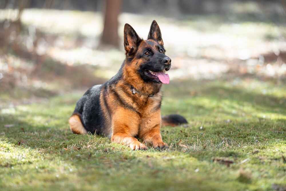 Владельцу важно знать, сколько длится беременность у немецкой овчарки и как она влияет на частоту выгула
