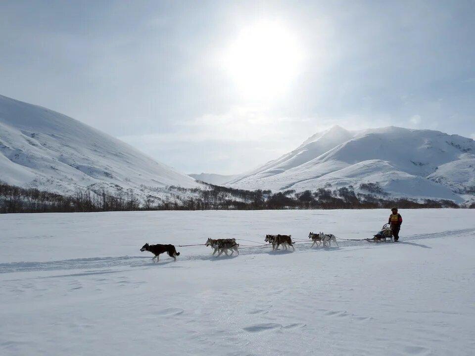 Особенности кормления западно-сибирской лайки