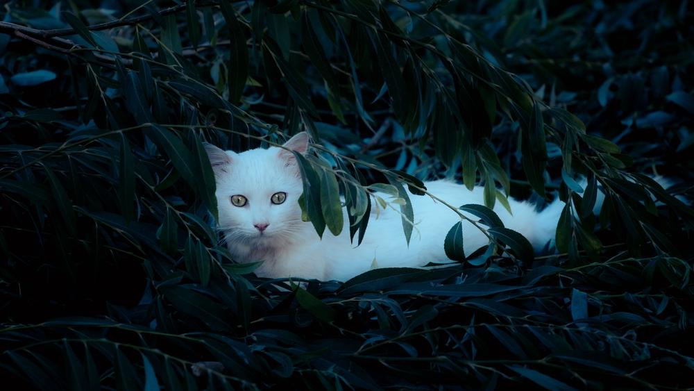 Воспитание анатолийской кошки