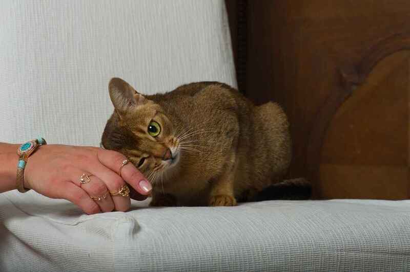 Вес абиссинской кошки зависит от наличия болезней