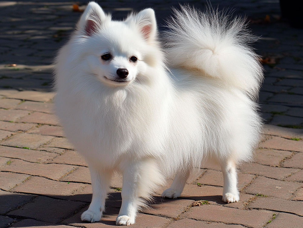 Вольпино итальяно – дружелюбная собака