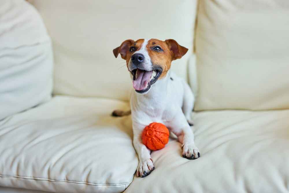 Владельцу нужно знать, сколько длится беременность у джек-рассел-терьера