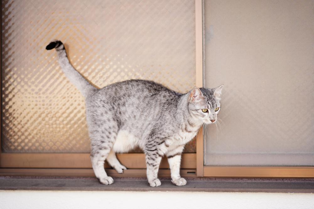 Самые здоровые породы кошек: египетская мау