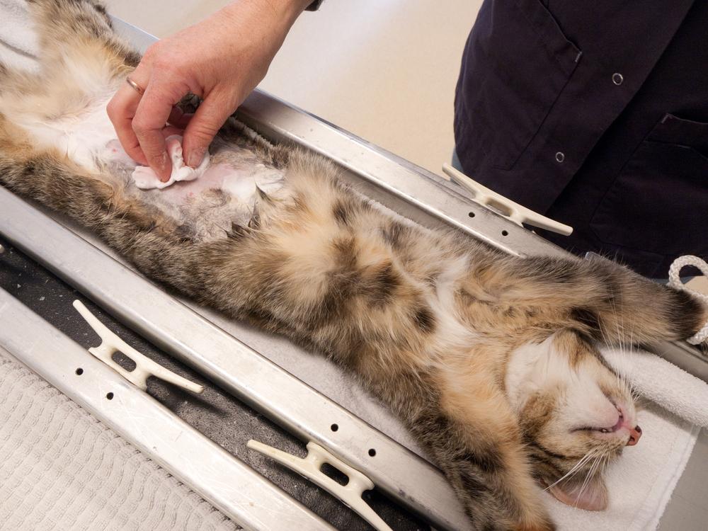 как проходит стерилизация кошки