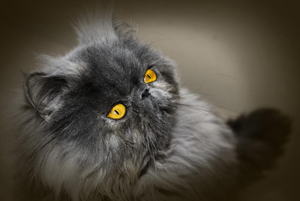 ТОП самых пушистых котов: персидская