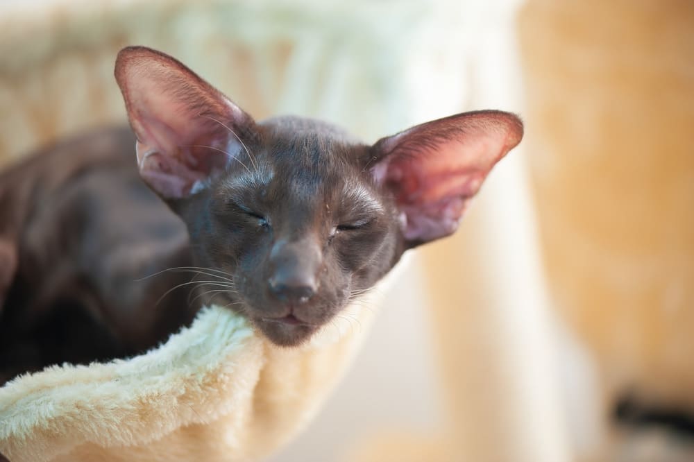 Болезнь ориентальной кошки может быть врожденной