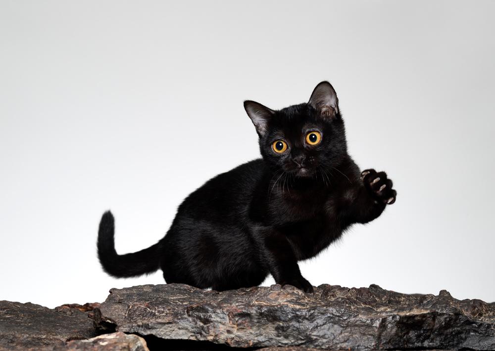 вакцинация бомбейской кошки