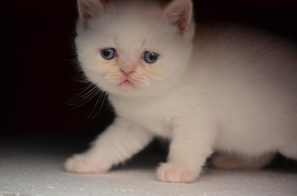 Окрасы колор-пойнт у шотландских кошек: ред-пойнт