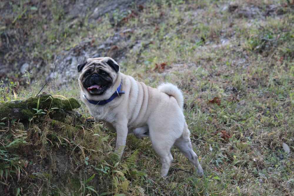 Порода собак мопс